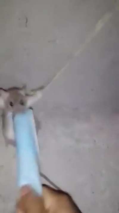 Rat