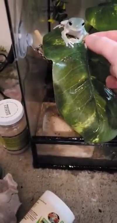 Hungry frog