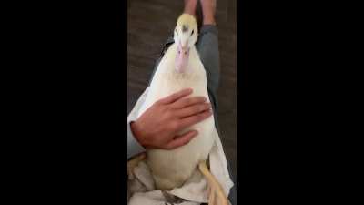 patinho :)