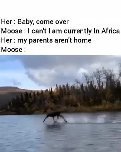 Should this moose be a new religion?