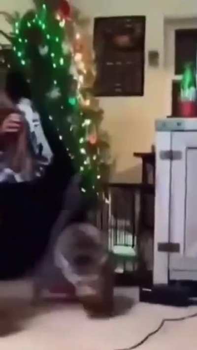 Tadinhos