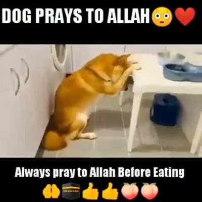 Turkish dog💪💪💪🇹🇳🇹🇳🇹🇳
