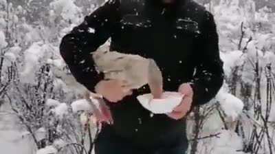 Rescuing a freezing goose