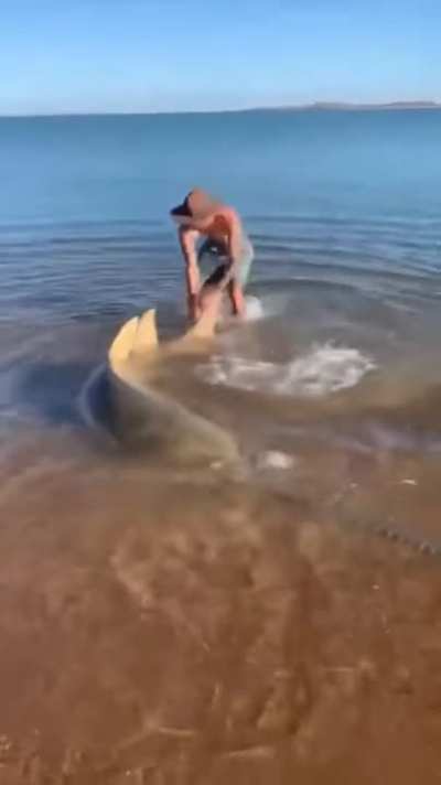 Bringing the stranded saw shark back to life.