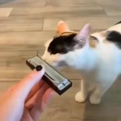 😺🎶🎵