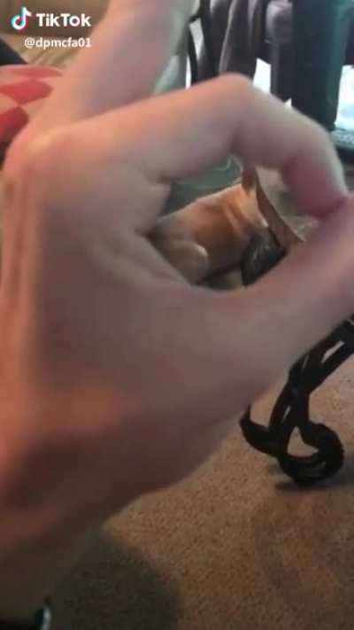 Teasing dog isn't a good idea 2