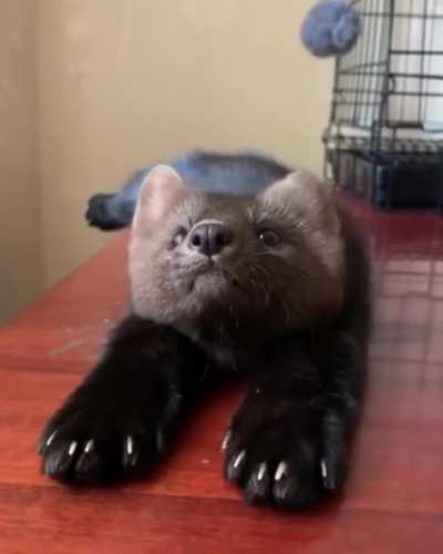 He Do A Sploot