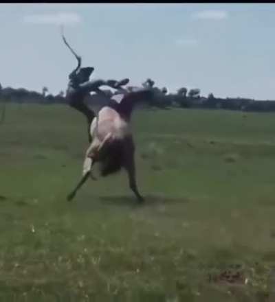 Cowboy from 2077