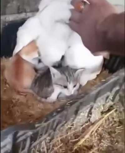 Keeping the chicks warm