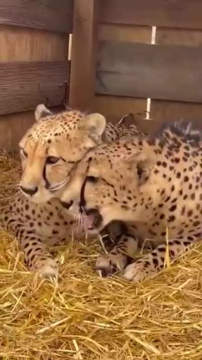 Love is….