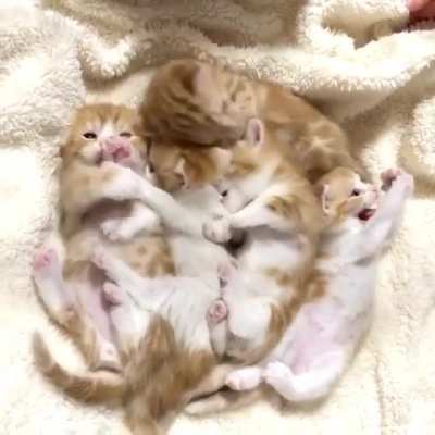 Cuddle puddle