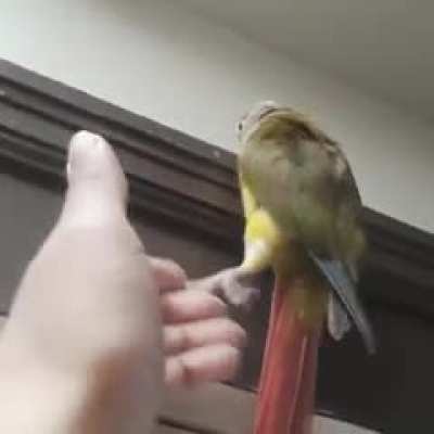 She needs help getting down sometimes