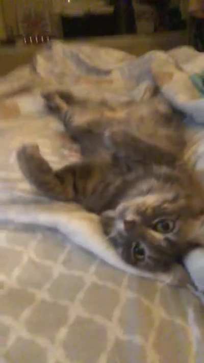 When she was younger and liked to cuddle more, Kokomo would lay on her back between my knees and flash me those Disney eyes while kneading the air. Too cute!