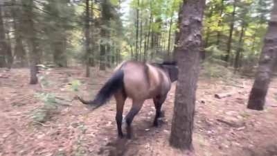 horse kicks a tree, farts on dog, then runs away.