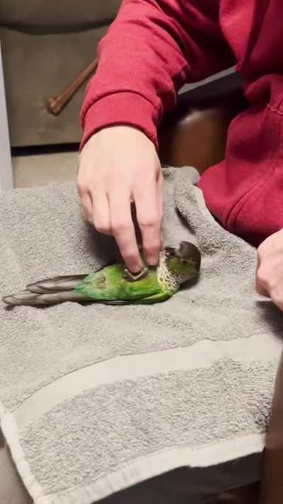 I have a strange birb…..this is a new one.