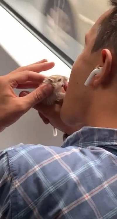 Animals in tram