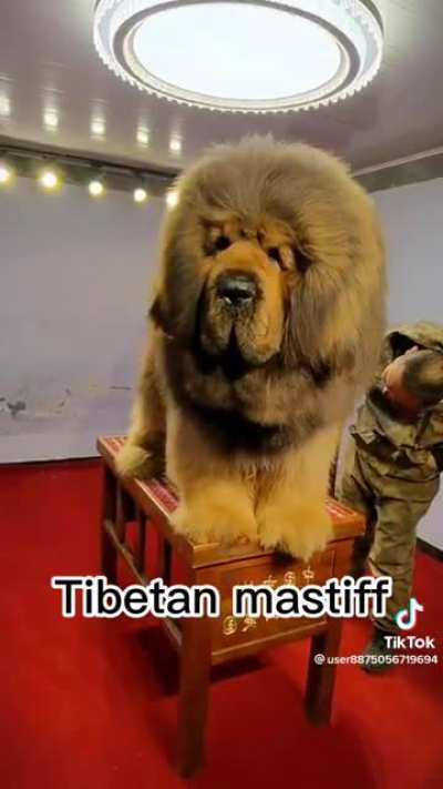 Big dog