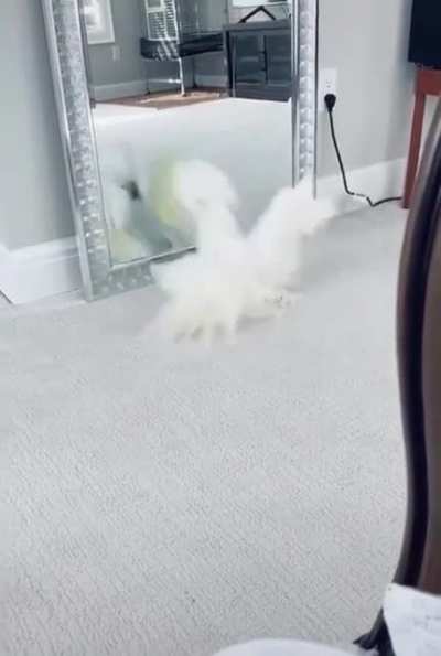 Birb vs. Birb square off