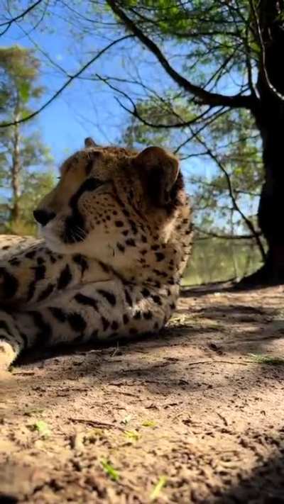 Cheetah purrs