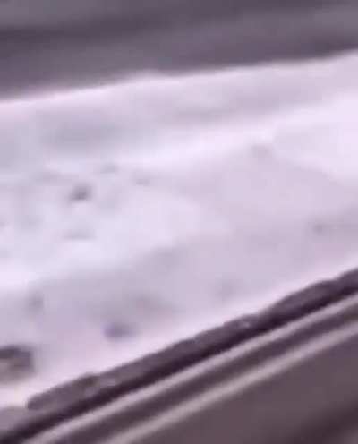 Perfectly cut what the dog doin