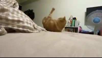 Cats are weird...