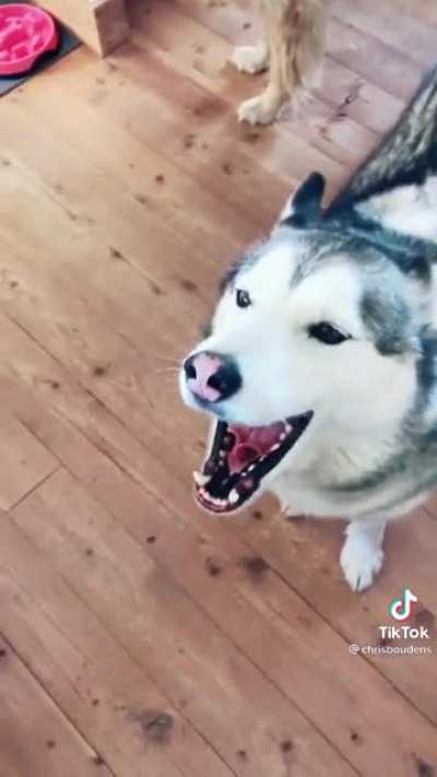 Perfectly Cut Howls.