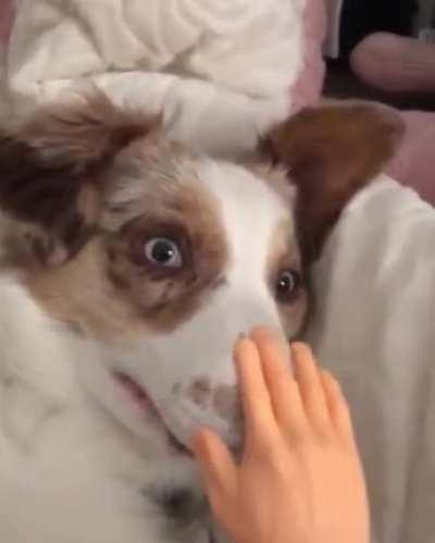 doggo is suspicious of hand.