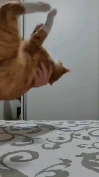 Кошки всегда приземляются на лапы?