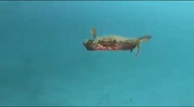 Swimming crab is a fast and aggressive crab and can swim very well.