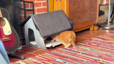 Cat fail, and win. (Wait for it)