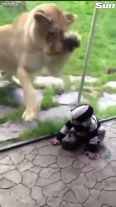This lion “playing” with a baby on the other side of the glass