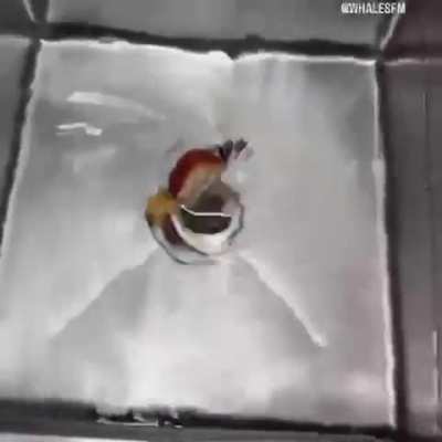 drain