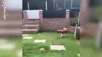 Boy raised butterfly for weeks to watch it get eaten by his dog.