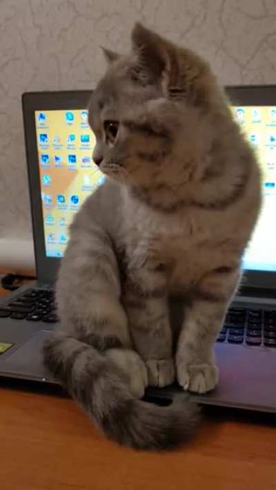 Meow - meow.