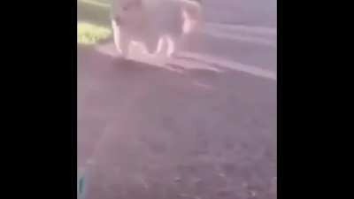 🌈...Nothings gonna break my stride...Nobody is gonna slow me down....oh no...🐩✨