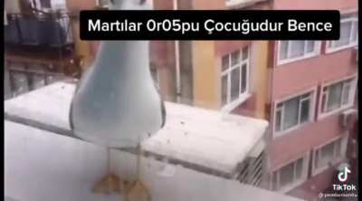 Martılar orospu çocuğudur