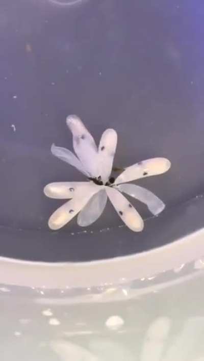 Octopus Egg Hatching