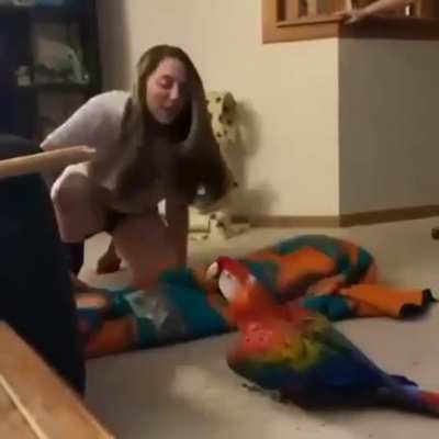 Credit: @parrotshavefun on Instagram