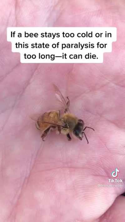 Saving a bee from winter cold.