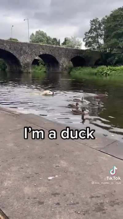 “Day 9 they don’t suspect anything.”
