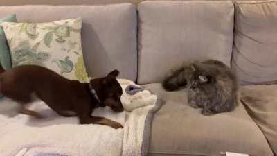 I normally post in Aww, but I finally have one for you all with my 2 fur babies
