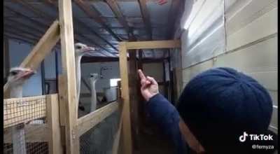 Taming a dangerous ostrich
