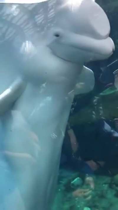 A beluga whale soaking people and then laughing about it
