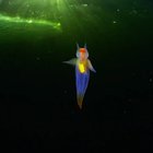 🔥 This is not CGI. This is a real-life creature known as a sea angel (Clione sp.) hovering under ice in the White Sea, Russia. Credit: Alexander Semenov