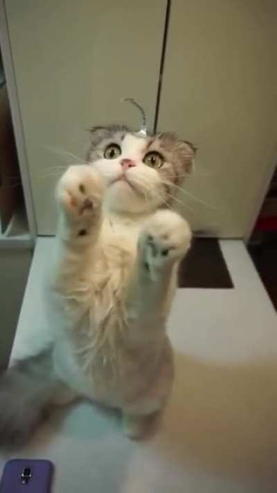cat wearing an anglerfish costume