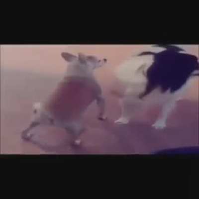 pipipupu check