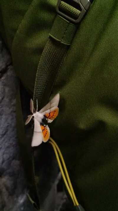 Apparently it's Moth Monday