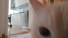 Left my cat alone with a camera for 30 minutes and now I can never leave again