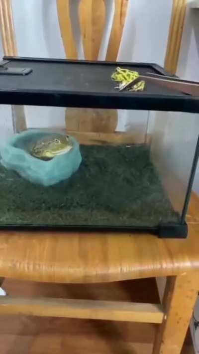 Fuck what I posted earlier, watch some frogs.