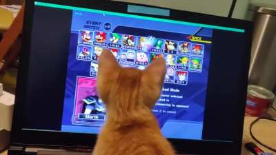 Kitten is super excited about melee! He loves watching the cursor